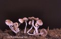 Psathyrella pygmaea-amf1601